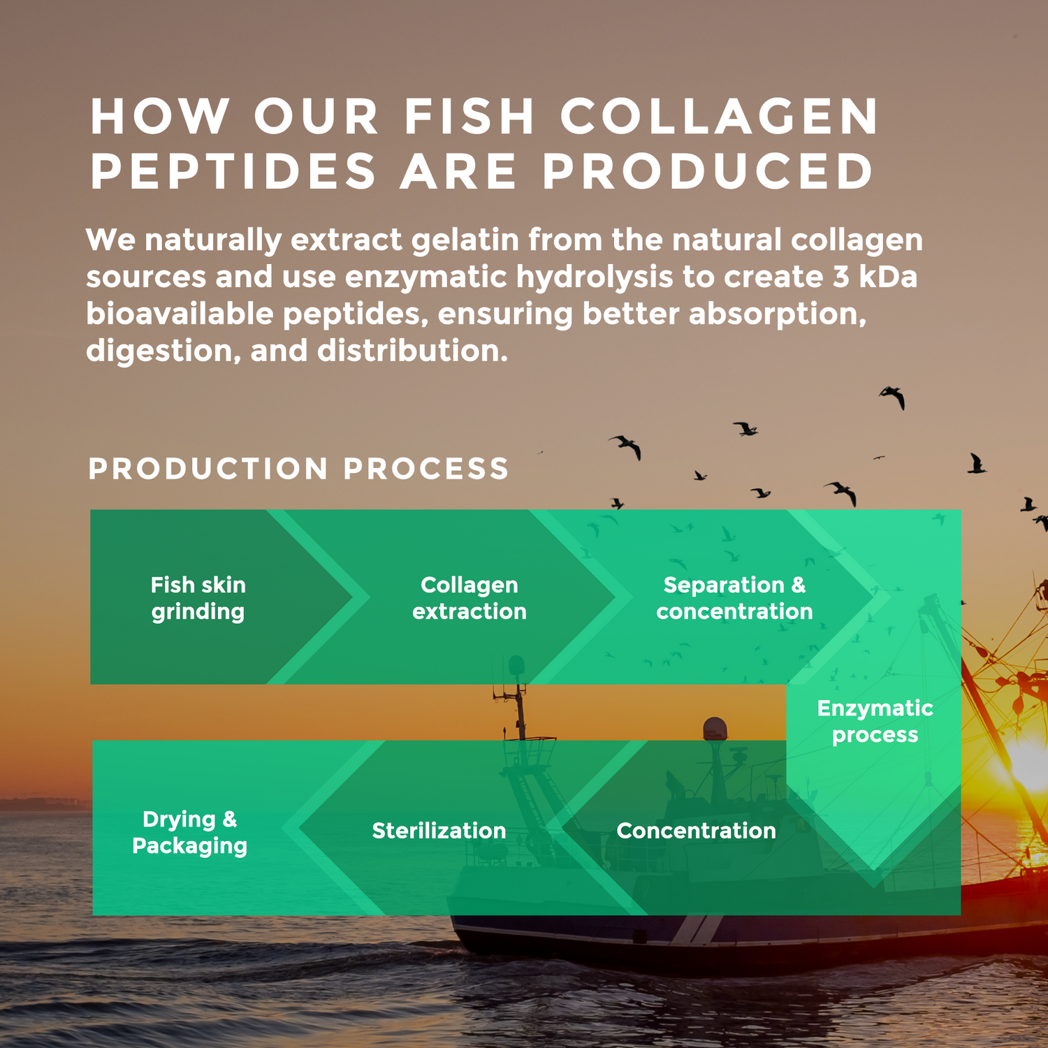 Wild-Caught Marine Collagen